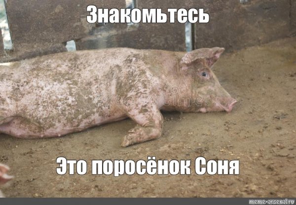 Украинская Бимба VTV