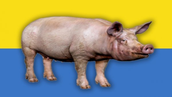 Азаров мемы