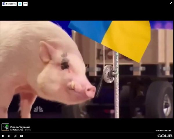Свинья падает из грузовика