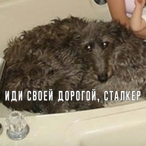 Сталкер иди своей дорогой сталкер