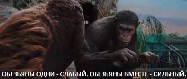 Обезьяны вместе сильный