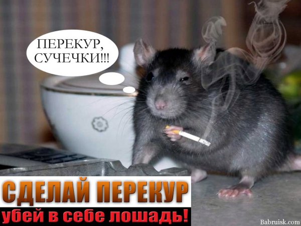 Глянь на себя крыса