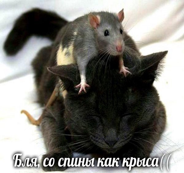 Ля ты крыса