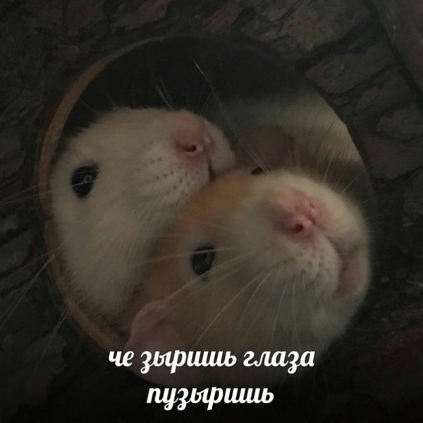 Смешные крысы мемы