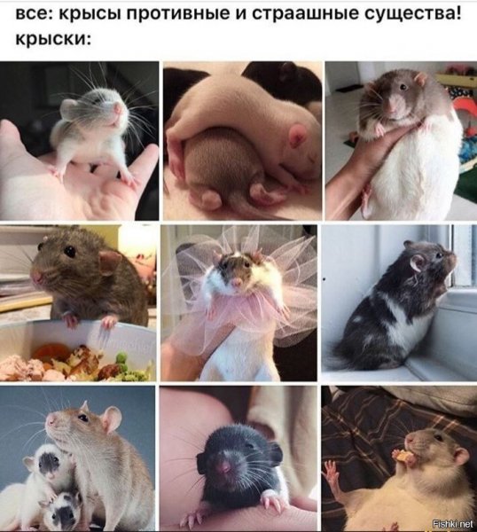Смешные крысы мемы