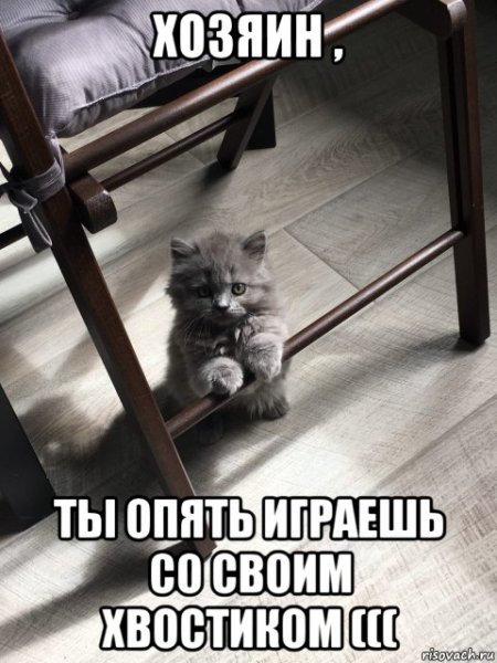 Мемы с котятами