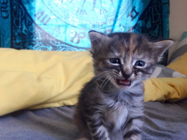 Маленький котенок плачет