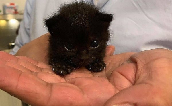 Черный котенок на ладошке