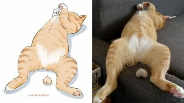 Сжатый кот