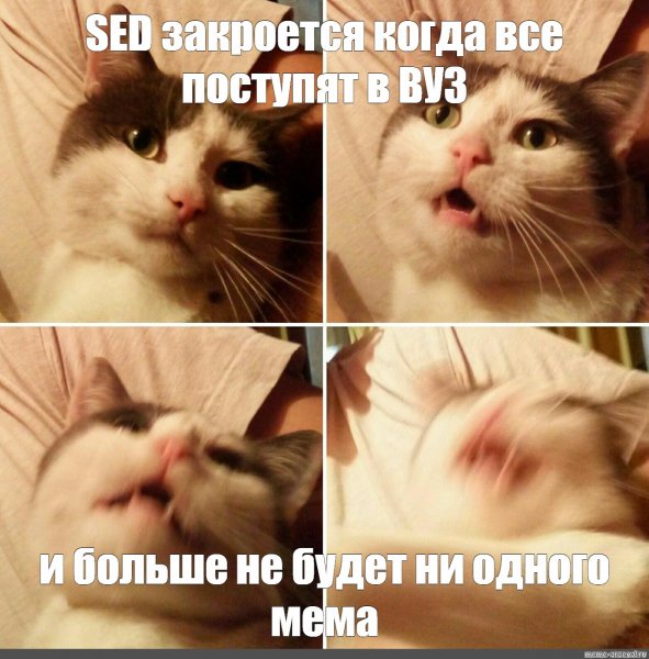 Коты мемы