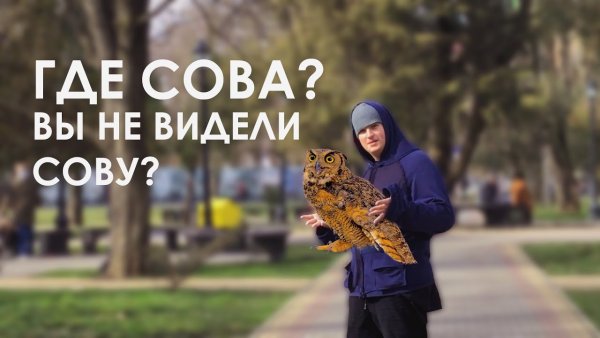 Думающая Сова