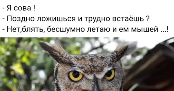 Думающая Сова
