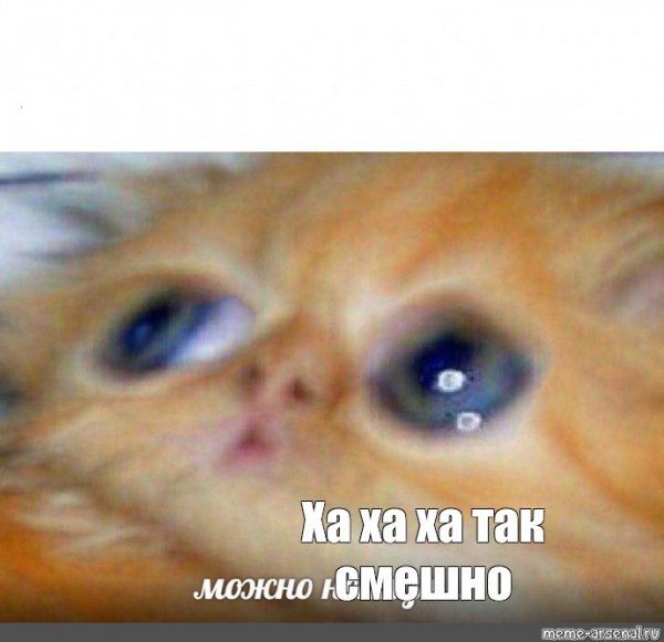 Надо Мем кот