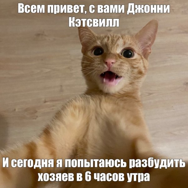 Рыжий кот мемас
