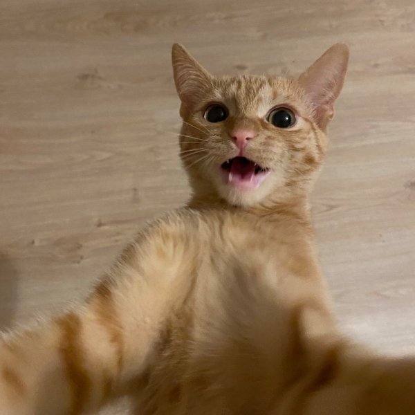 Мемы про котов
