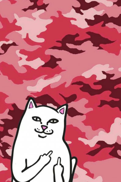 Котик рипндип
