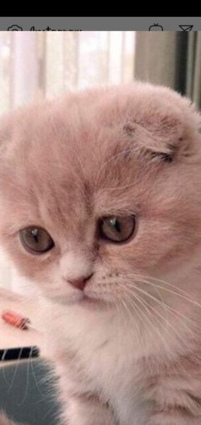 Грустный Плачущий котик