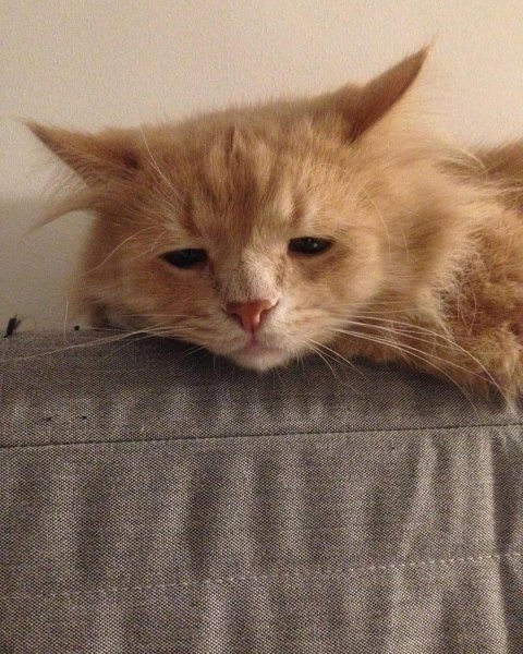 Грустный котик