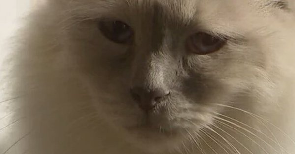 Грустный Плачущий кот