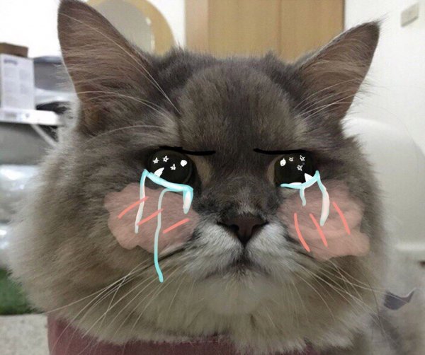 Котик плачет