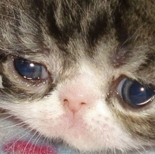 Плачущий котенок