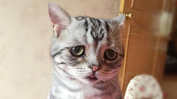 Плаксивый кот
