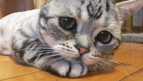 Плачущий котик