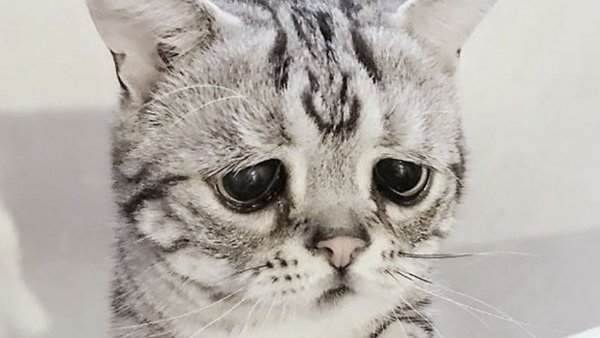 Грустный кот