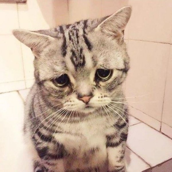 Луху кошка