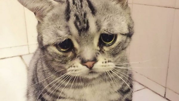 Грустные котики со слезами