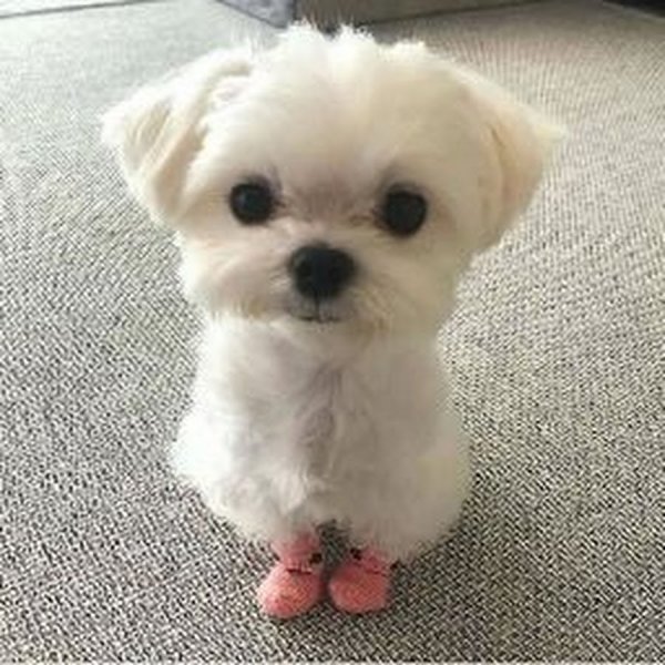 Кот плачет Мем