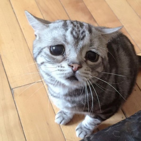 Грустный кот Луху