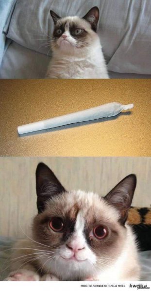 Грустный и веселый кот