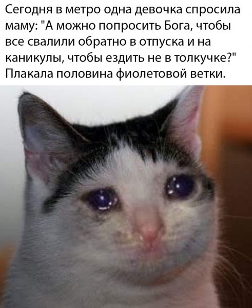 Кот плачет Мем