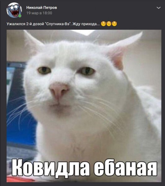 Кот плачет Мем