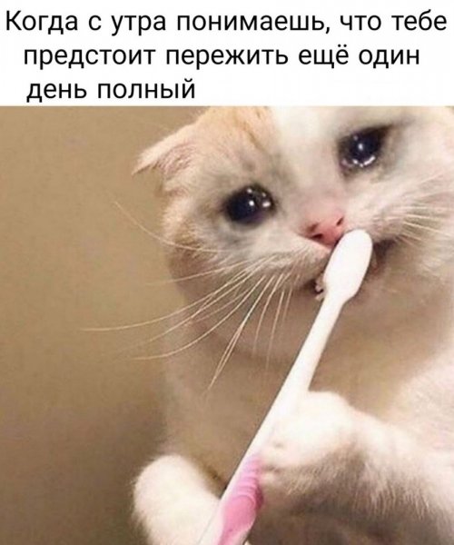 Плачущий кот