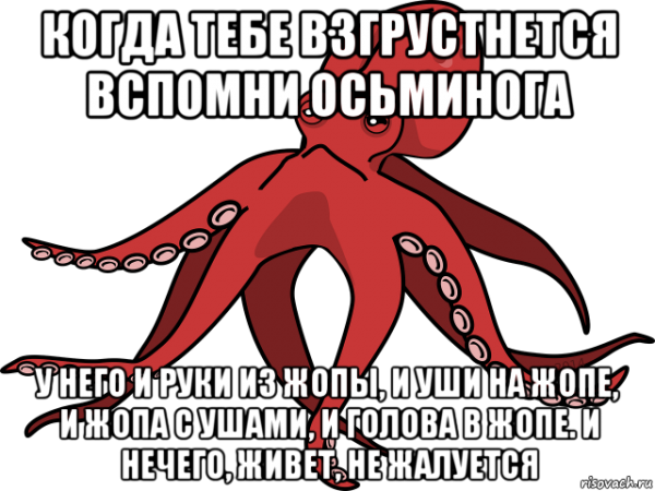 Мозг кальмара