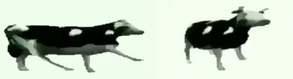 Польская корова Мем