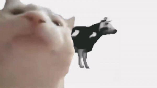 Польская корова танцует