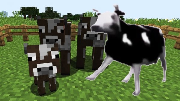 Польская корова танцует