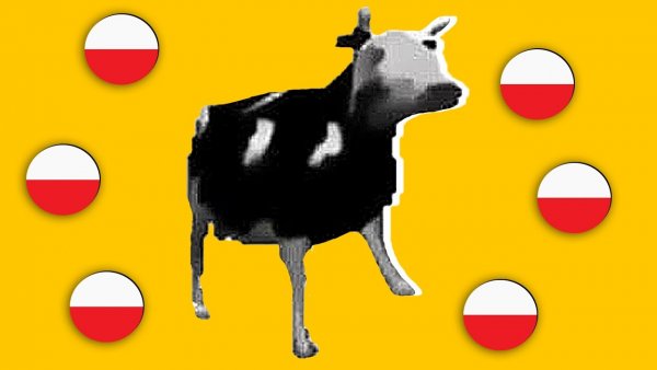 Польская корова Мем