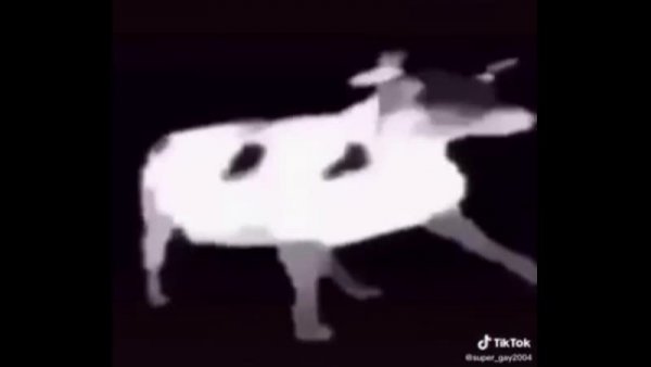 Танцующая польская корова гифка