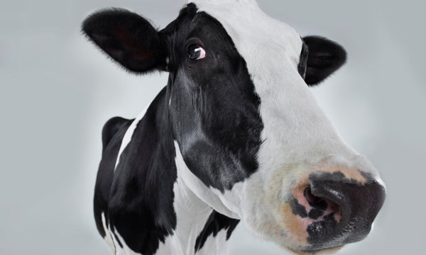 Польская корова гиф