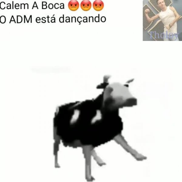 Польская корова танцует