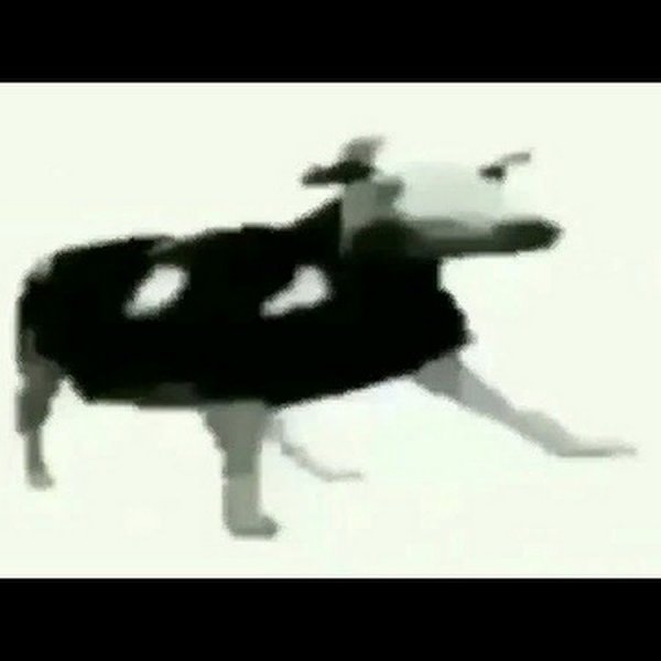 Польская корова Мем