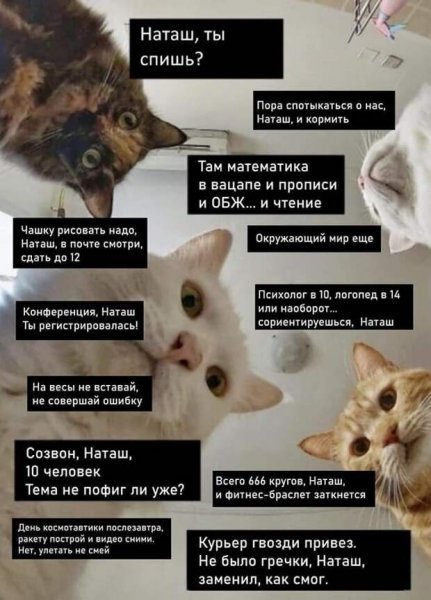 Мемы с котами и Наташей
