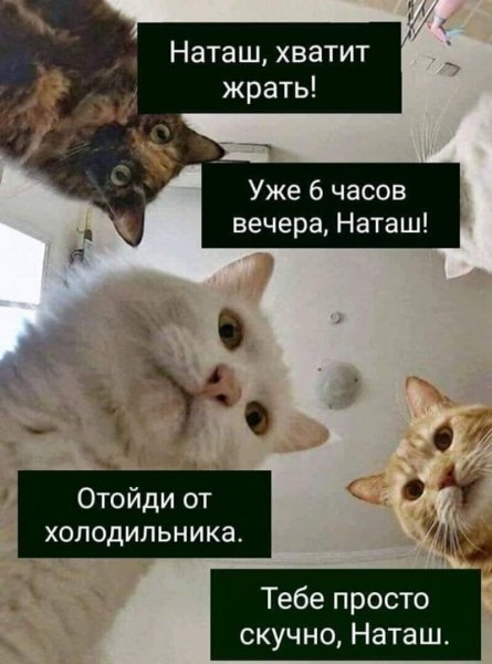 Мемы с котами и Наташей