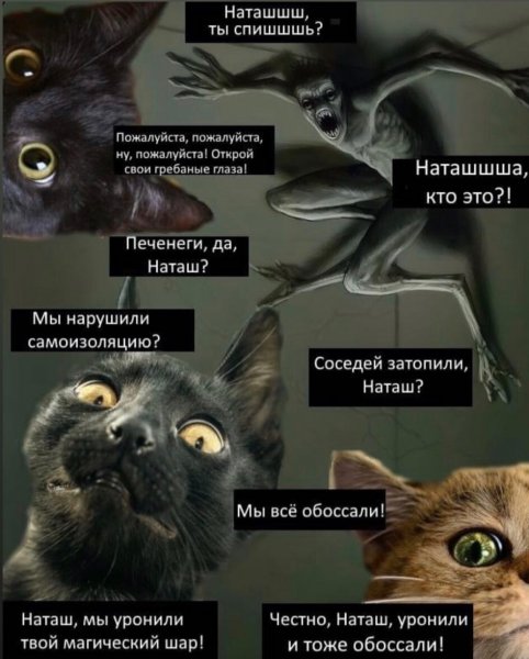Мемы про кота и Наташу