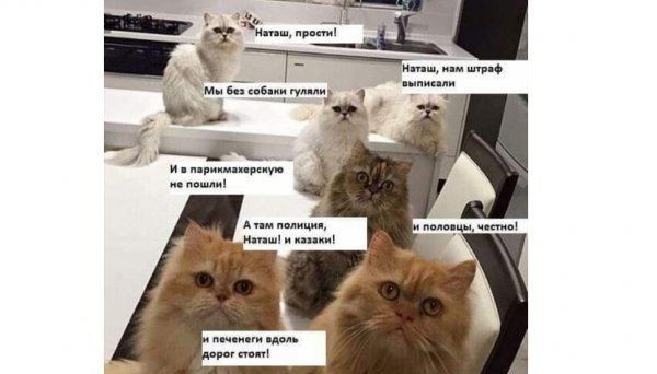 Наташа и коты