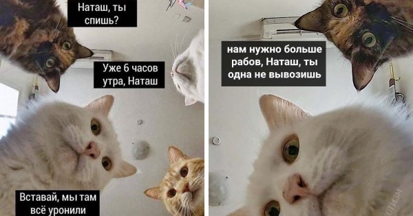 Мемы про котов
